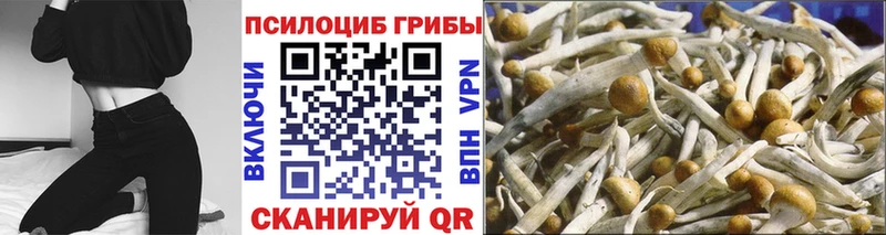 купить закладку  Волхов  ОМГ ОМГ вход  Галлюциногенные грибы Cubensis 